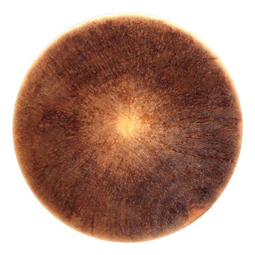 Round vintage poplar wood button, dark brown with visible grain texture