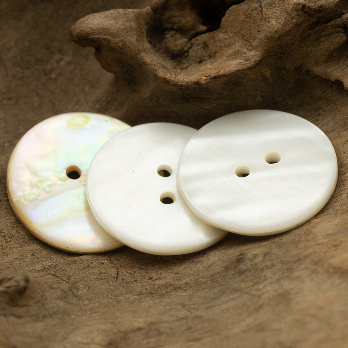 Three natural river shell flat buttons, two holes each, glossy light off-white