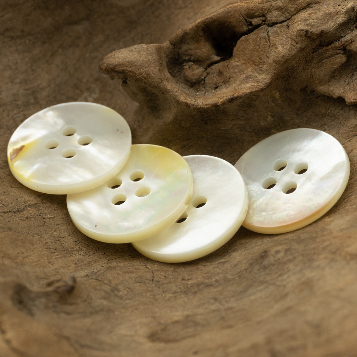 Natural off-white shell buttons, overlapping 4-hole fronts (2pcs shown)