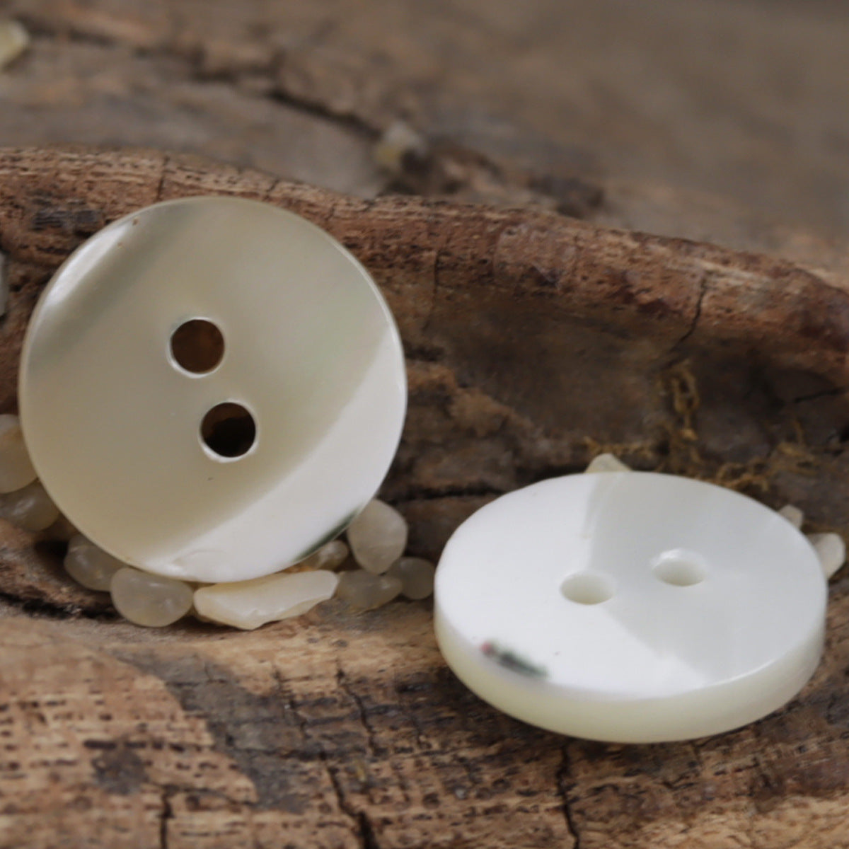 Natural beige 2-hole shell buttons on brown fabric background, front and back shown