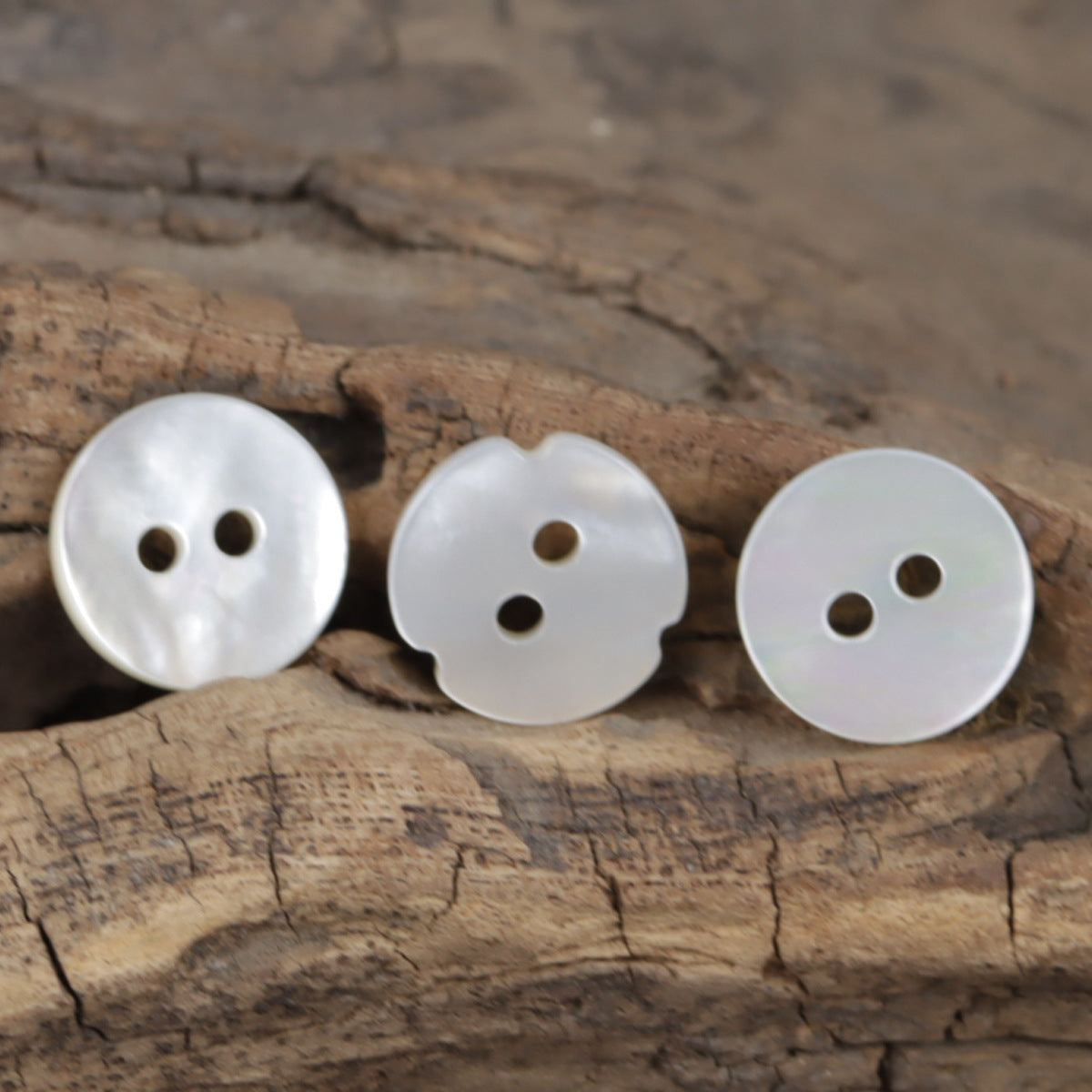 Natural white two-hole shell buttons with spiral ridges and leaf-shaped fronts