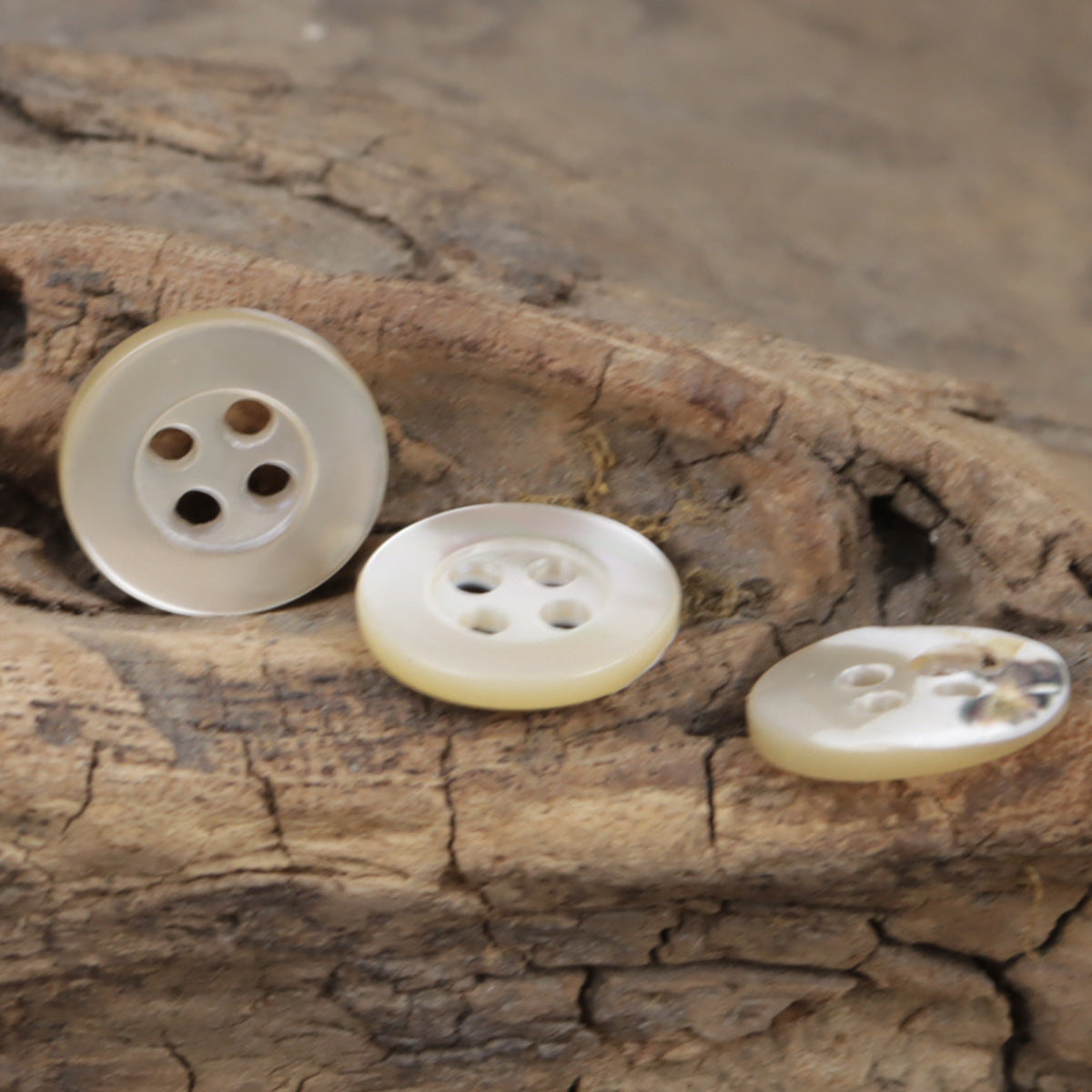 Set of beige shell buttons with 4 holes; front and back angles