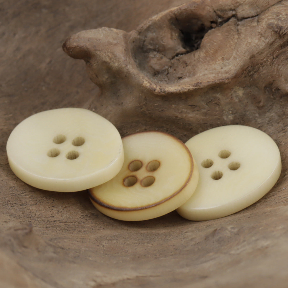 Burned beige corozo buttons, irregular bowl shape, 4-hole front views (3 buttons shown)